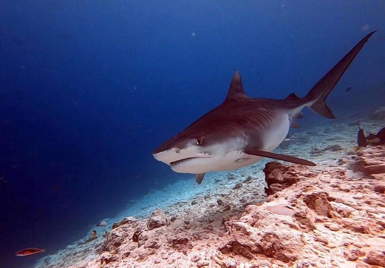 ホテル ケイリクス グランド フヴァンムラ Fuvahmulah エクステリア 写真