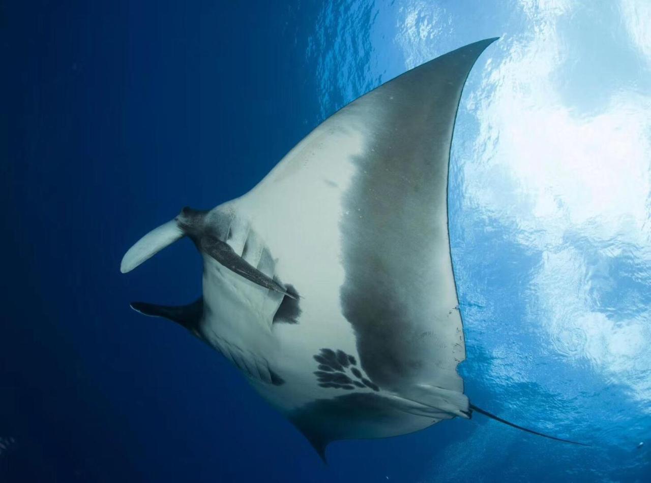 ホテル ケイリクス グランド フヴァンムラ Fuvahmulah エクステリア 写真